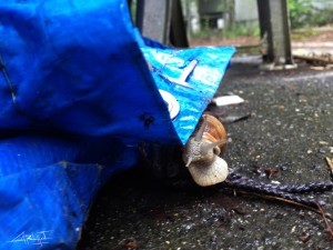 escargot  2
